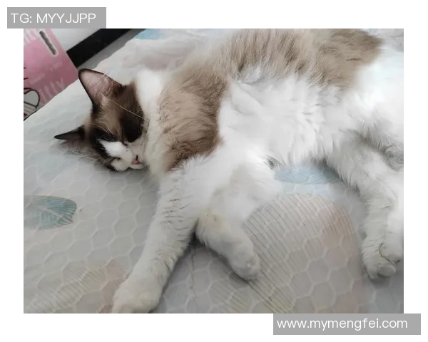 足球球星宠物猫品种揭秘:明星球员们偏爱的猫咪种类与养宠心得 足球球星宠物猫品种揭秘:明星球员们偏爱的猫咪种类与养宠心得